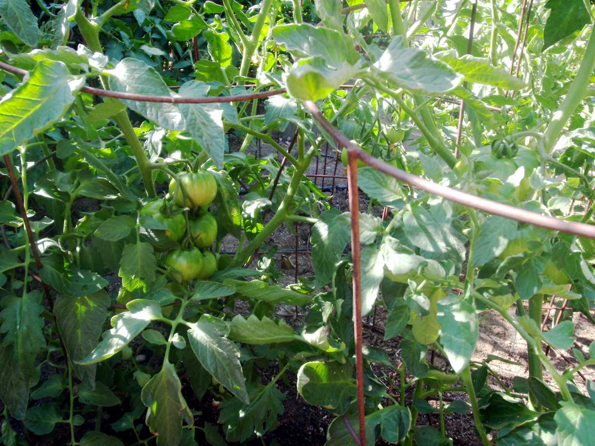 Early Tomatoes